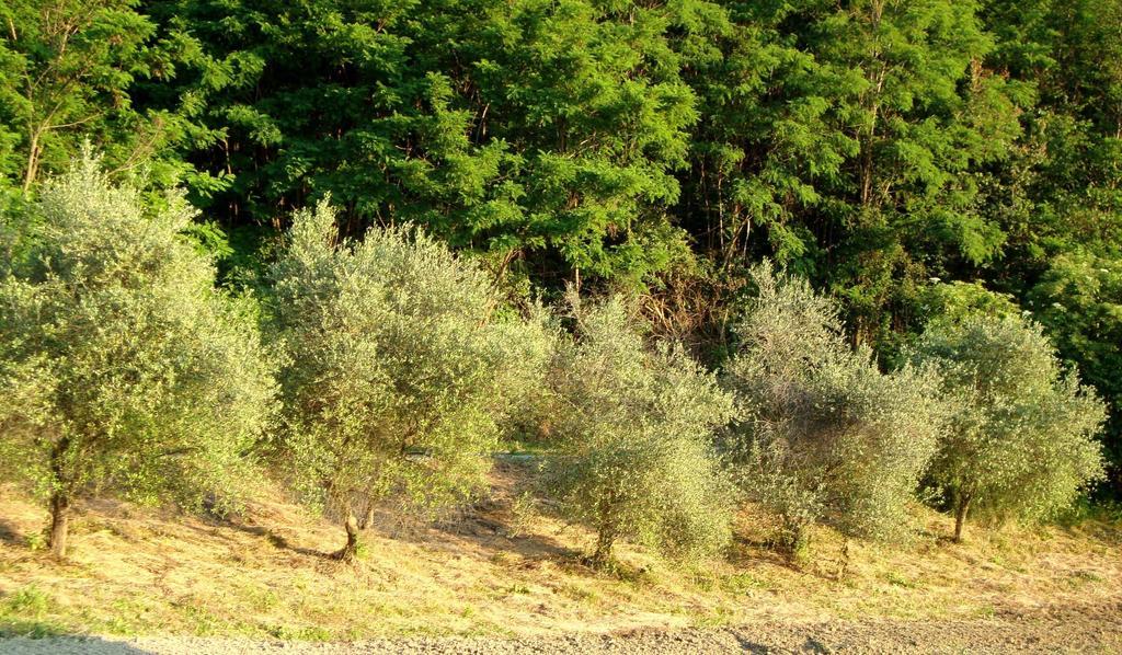 Casa Dell' Abbondanza B&B Agriturismo Vigoleno Εξωτερικό φωτογραφία